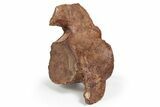 Fossil Plesiosaur Vertebra - Asfla, Morocco #241039-1